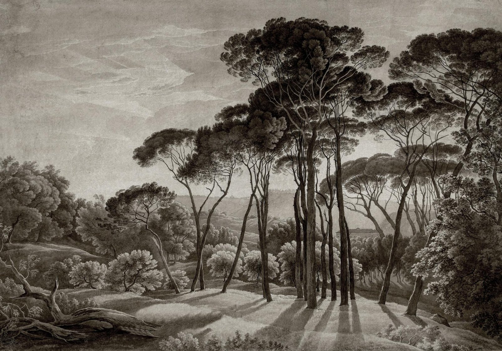 Dark big trees