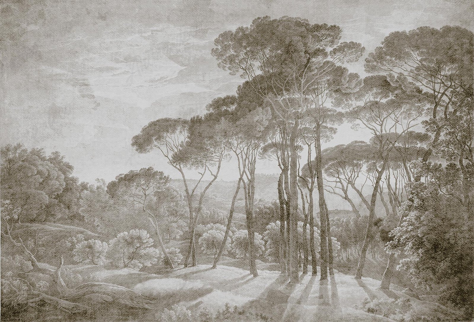 Big trees sepia