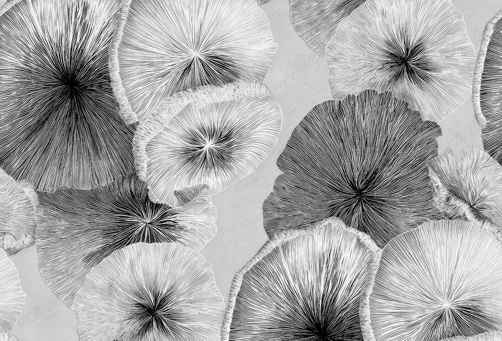 Mushrooms grey